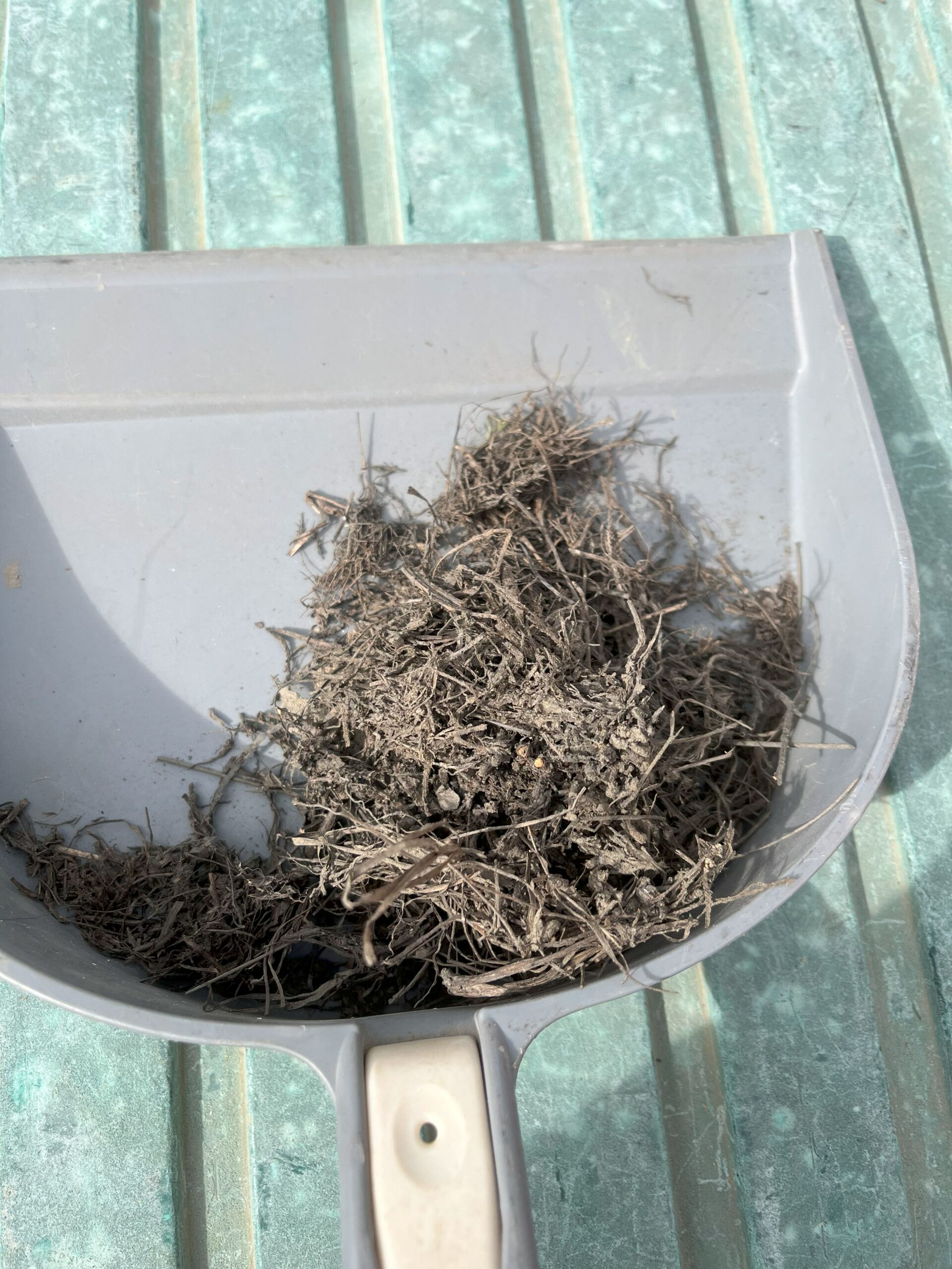 津市で軒樋集水器掃除